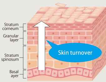 Skin turnover